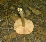 Pluteus deceptivus image