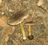 Pluteus deceptivus image