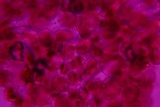 Pluteus deceptivus image