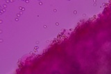 Pluteus deceptivus image