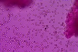 Pluteus deceptivus image