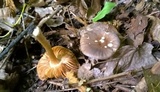 Pluteus deceptivus image