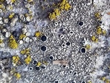 Tephromela atra var. atra image