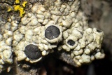 Tephromela atra var. atra image
