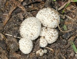 Lycoperdon curtisii image