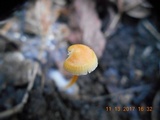 Mycena crocea image