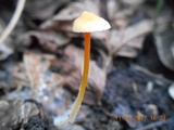 Mycena crocea image