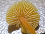 Mycena crocea image