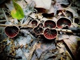 Anthracophyllum lateritium image