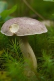 Tylopilus rubrobrunneus image