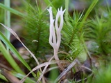 Ramariopsis kunzei image