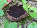 Plicaria endocarpoides image