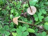 Mycena capillaripes image
