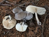 Melanoleuca subpulverulenta image