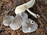 Melanoleuca subpulverulenta image
