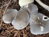 Melanoleuca subpulverulenta image
