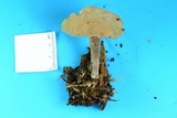 Helvella macropus image