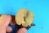 Helvella macropus image