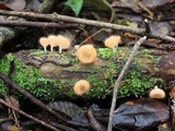Cookeina tricholoma image