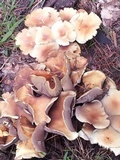 Hypholoma capnoides image