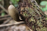 Xylaria telfairii image