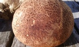Calvatia cyathiformis image