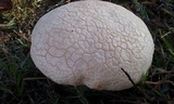 Calvatia cyathiformis image