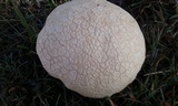 Calvatia cyathiformis image