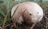 Calvatia cyathiformis image