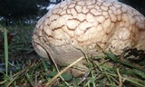 Calvatia cyathiformis image