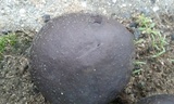 Calvatia cyathiformis image
