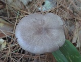 Entoloma violaceum image