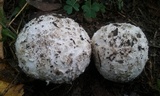 Mycenastrum corium image