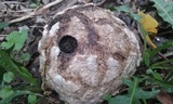 Mycenastrum corium image