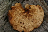 Royoporus badius image