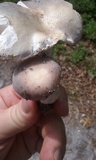 Russula modesta image