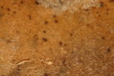 Royoporus badius image