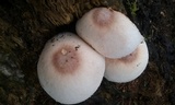 Leucoagaricus americanus image