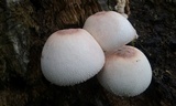 Leucoagaricus americanus image