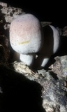Leucoagaricus americanus image
