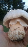 Amanita canescens image