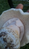 Amanita canescens image