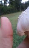 Amanita canescens image