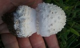 Amanita canescens image