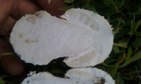Amanita canescens image