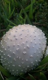 Amanita canescens image