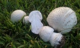 Amanita canescens image