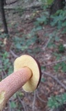 Leccinum rubropunctum image