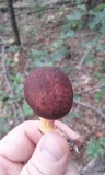 Leccinum rubropunctum image