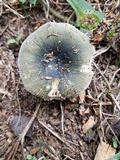 Russula cyanoxantha image